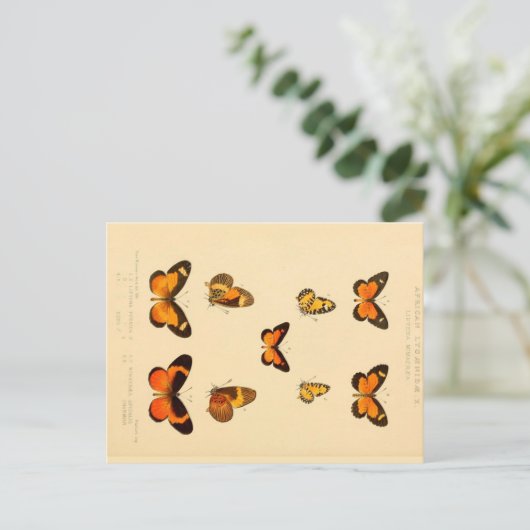 Butterflies 3 Briefkaart (Staand voorkant)