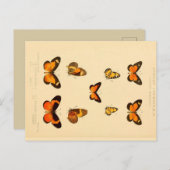 Butterflies 3 Briefkaart (Voorkant / Achterkant)