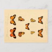Butterflies 3 Briefkaart (Voorkant)