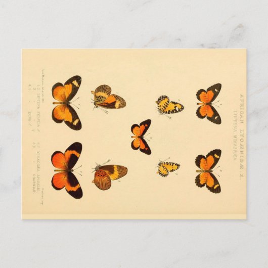 Butterflies 3 Briefkaart (Voorkant)