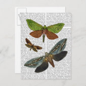 Butterflies 4 briefkaart (Voorkant / Achterkant)