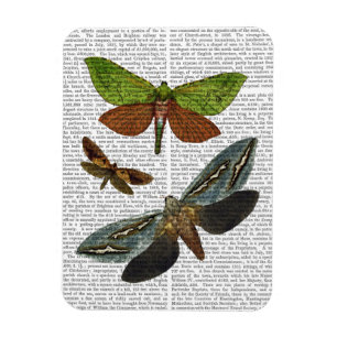 Butterflies 4 magneet