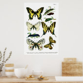 Butterflies Bord I 24 x 36 inch Poster (Keuken)