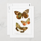 Butterflies Briefkaart (Voorkant / Achterkant)