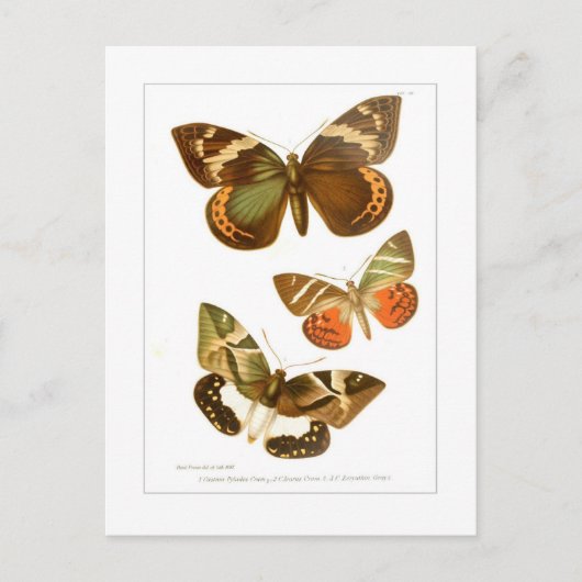 Butterflies Briefkaart (Voorkant)