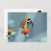 Butterflies Briefkaart (Voorkant / Achterkant)