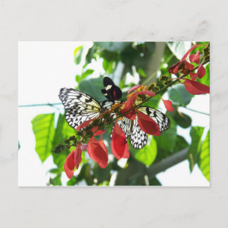 Butterflies Briefkaart