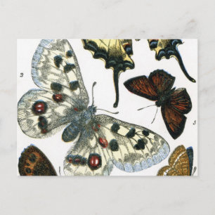 Butterflies Briefkaart