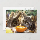 BUTTERFLIES BRIEFKAART (Voorkant / Achterkant)