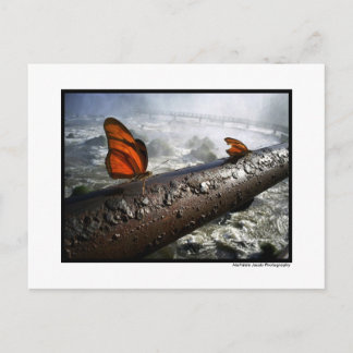 Butterflies Briefkaart