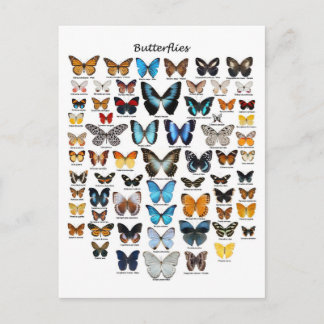 Butterflies chart briefkaart