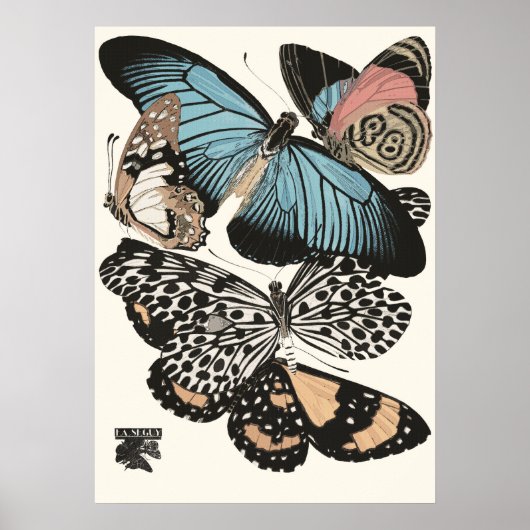 Butterflies E.A. Séguy Poster (Voorkant)