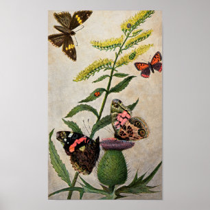 Butterflies en Thistle Poster