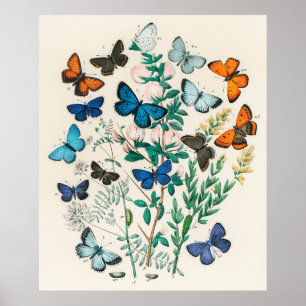 Butterflies en vintage druk poster