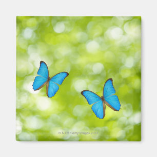 Butterflies fly, Digital Composite Magneet