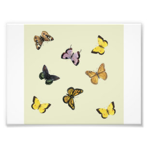 Butterflies Foto Afdruk