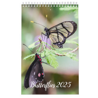 Butterflies kalender 2024