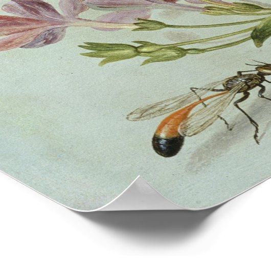 Butterflies, moden en andere insecten poster (Hoek)