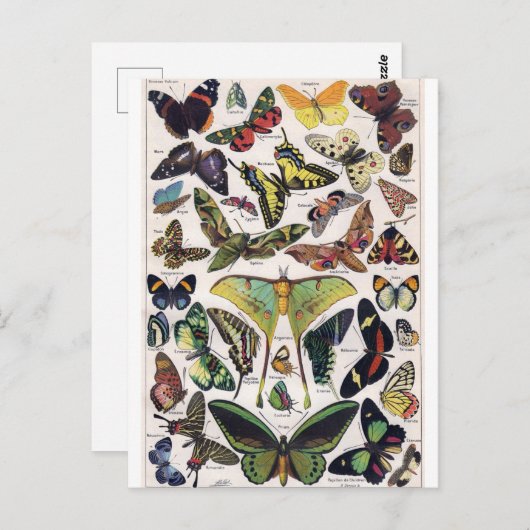 Butterflies Moth Insect Wings Briefkaart (Voorkant / Achterkant)
