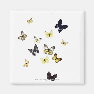 Butterflies neergeschoten op wit magneet