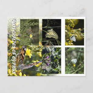 Butterflies of Cyprus briefkaart