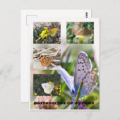 Butterflies of Cyprus briefkaart (Voorkant / Achterkant)