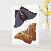 Butterflies Old Book Illustration Artwork Kaart (Gele Bloem)
