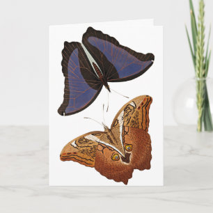  Butterflies Old Book Illustration Artwork Kaart