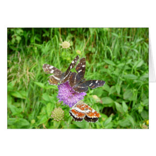 Butterflies op een Thistle