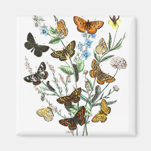 Butterflies op Flowers  illustratie Magneet