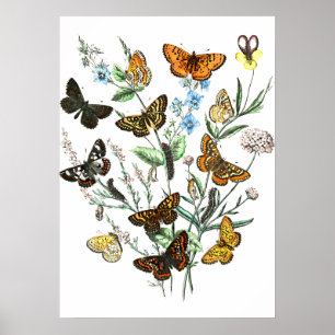 Butterflies op Flowers  illustratie Poster