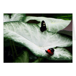 Butterflies op witte kaladia