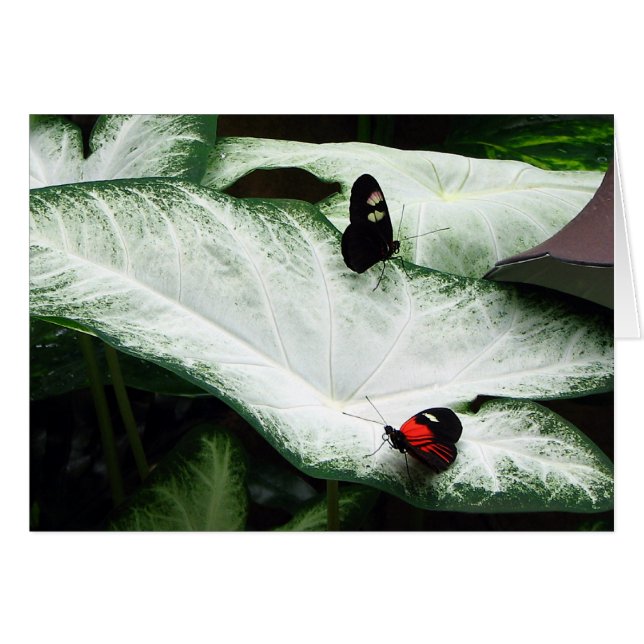 Butterflies op witte kaladia (Voorkant Horizontaal)