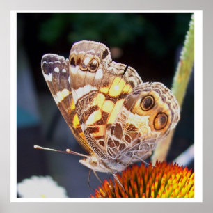 Butterflies Patronen Poster