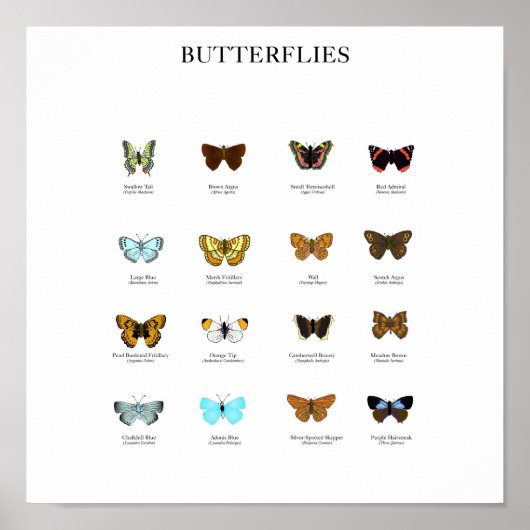 Butterflies Poster (Voorkant)