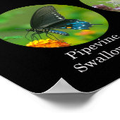 Butterflies poster (Hoek)