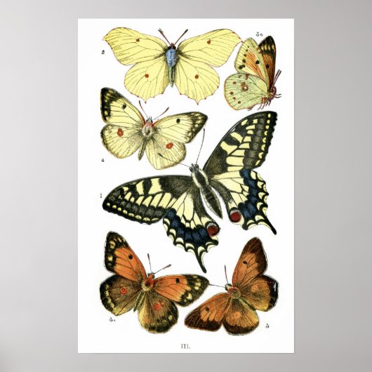 Butterflies Poster (Voorkant)