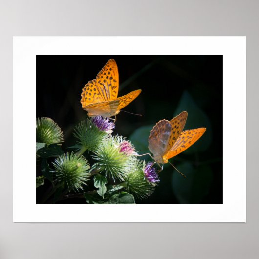 Butterflies Poster (Voorkant)