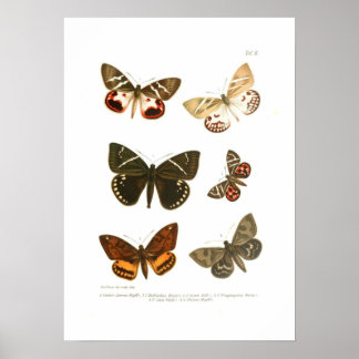 Butterflies Poster