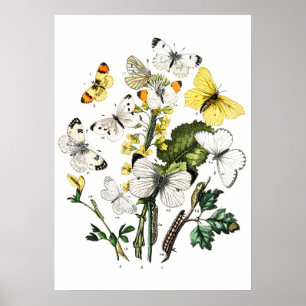 Butterflies Poster