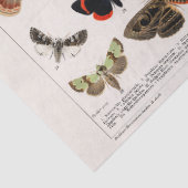  Butterflies Tissue of Decoupage paper Tissuepapier (Detail)