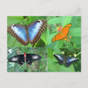 Butterflies van de wereld briefkaart