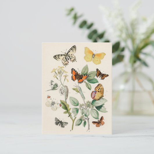 Butterflies - William Forsell Kirby Briefkaart (Staand voorkant)
