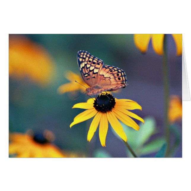 Butterfly 1 (Voorkant Horizontaal)