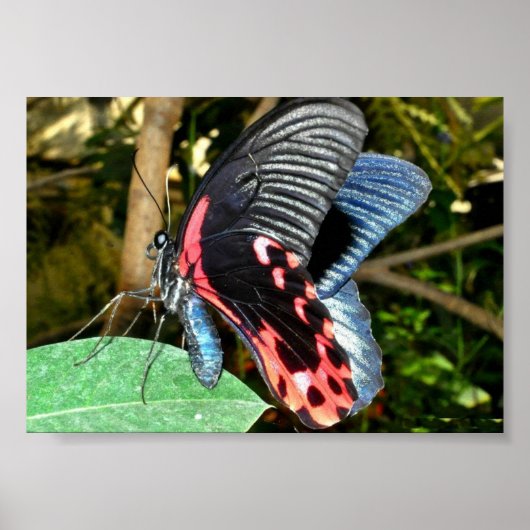 Butterfly 1 poster (Voorkant)