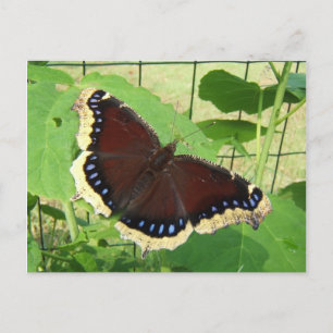 Butterfly 56 ~ briefkaart