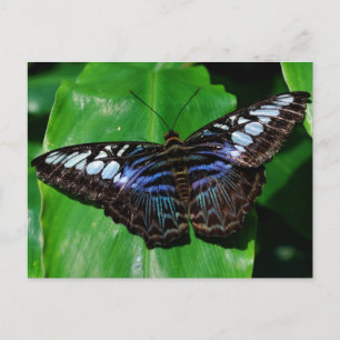 Butterfly 5 Briefkaart
