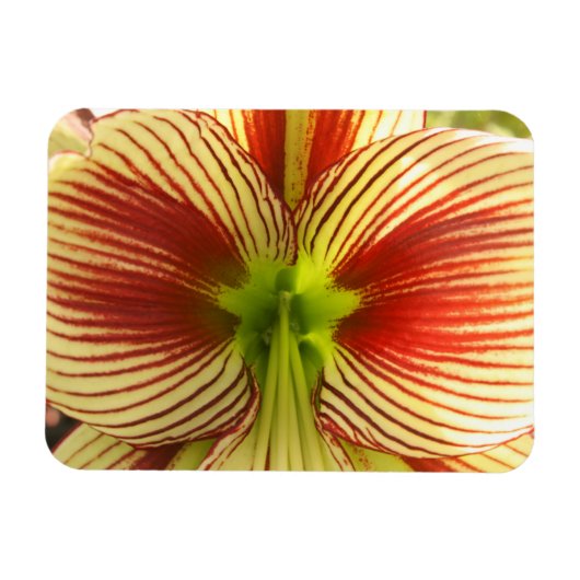 Butterfly Amaryllis Magneet (Horizontaal)