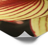 Butterfly Amaryllis Poster (Hoek)