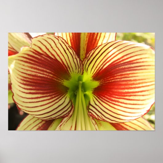 Butterfly Amaryllis Poster (Voorkant)